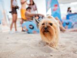 Два крака, четири лапи, една кауза: Purina тича за добро на „Нестле за Живей Активно!“